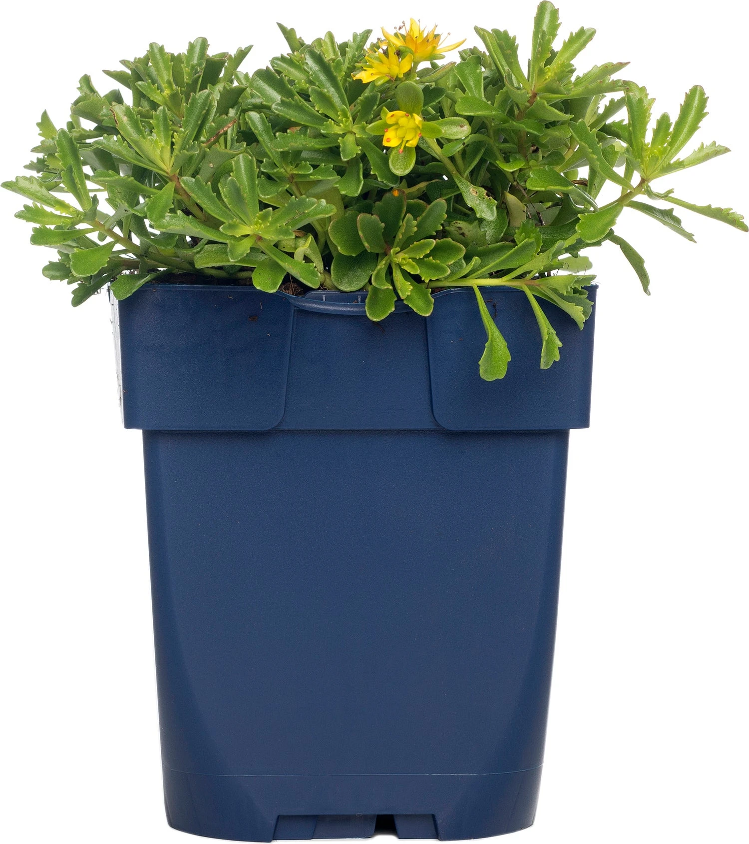 Vetkruid (Sedum Floriferum 'Weihenstephaner Gold') D 11 H 15 Cm 1 Vetkruid (Sedum Floriferum 'Weihenstephaner Gold') D 11 H 15 Cm