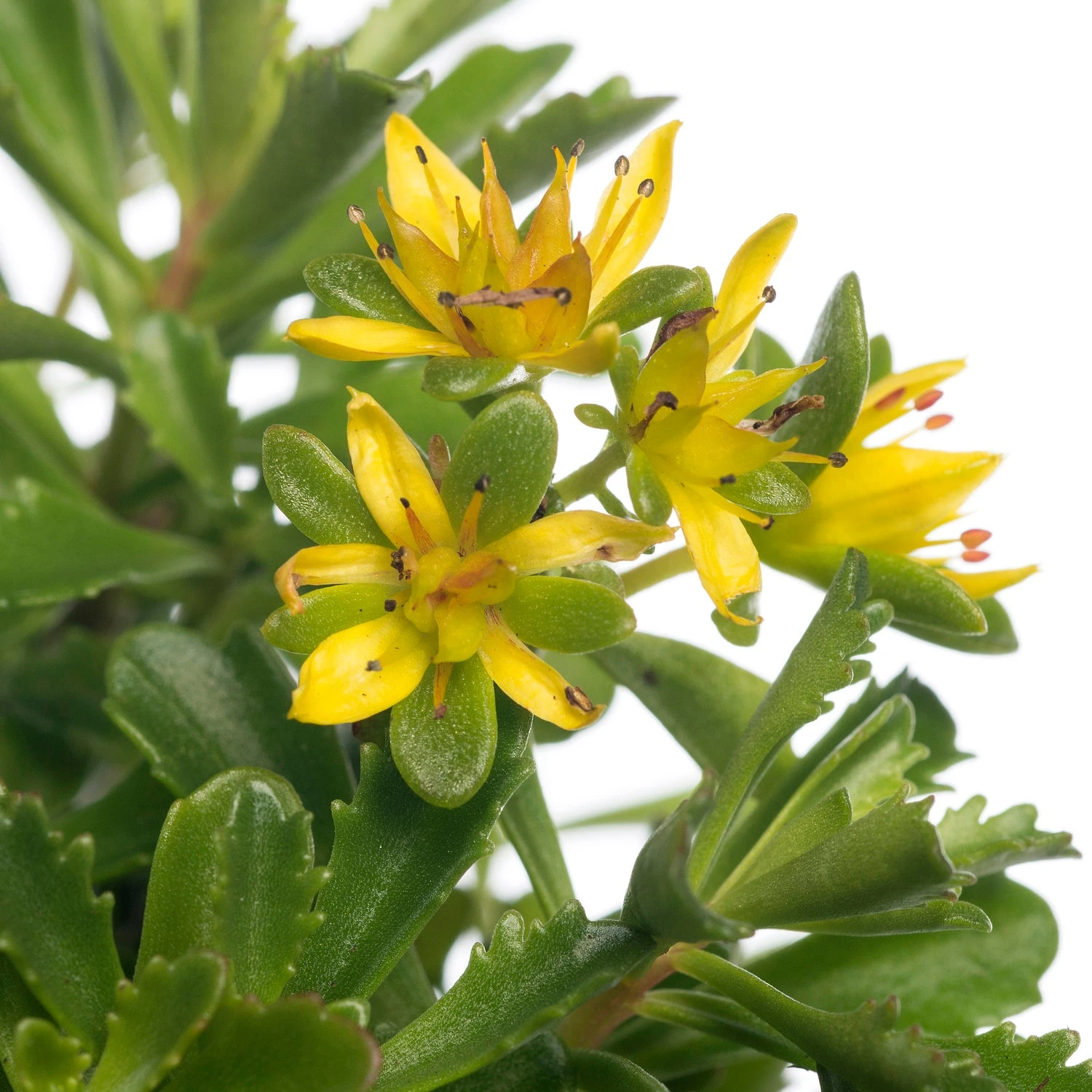 Vetkruid (Sedum Floriferum 'Weihenstephaner Gold') D 11 H 15 Cm 2 Vetkruid (Sedum Floriferum 'Weihenstephaner Gold') D 11 H 15 Cm - Afbeelding 2