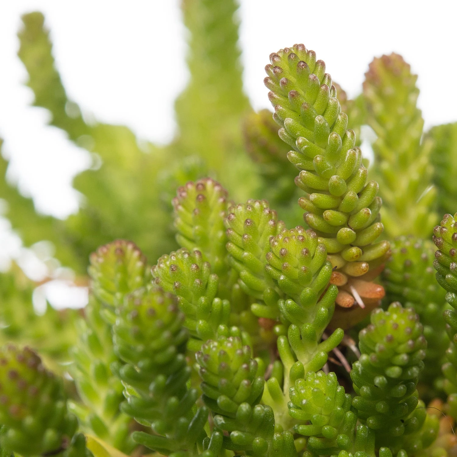 Vetkruid (Sedum Sexangulare) D 11 H 10 Cm 2 Vetkruid (Sedum Sexangulare) D 11 H 10 Cm - Afbeelding 2