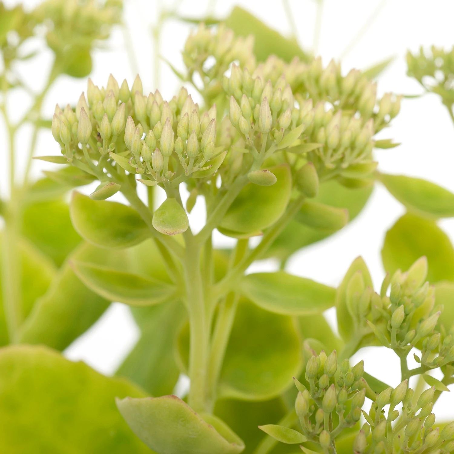 Hemelsleutel (Sedum Spectabile 'Stardust') D 11 H 40 Cm 2 Hemelsleutel (Sedum Spectabile 'Stardust') D 11 H 40 Cm - Afbeelding 2