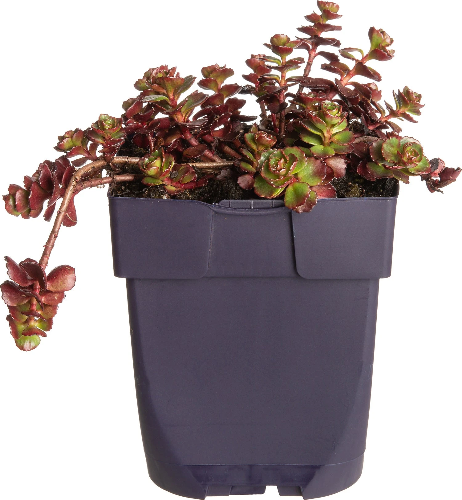 Vetkruid (Sedum Spurium 'Fuldaglut') D 11 H 10 Cm 1 Vetkruid (Sedum Spurium 'Fuldaglut') D 11 H 10 Cm