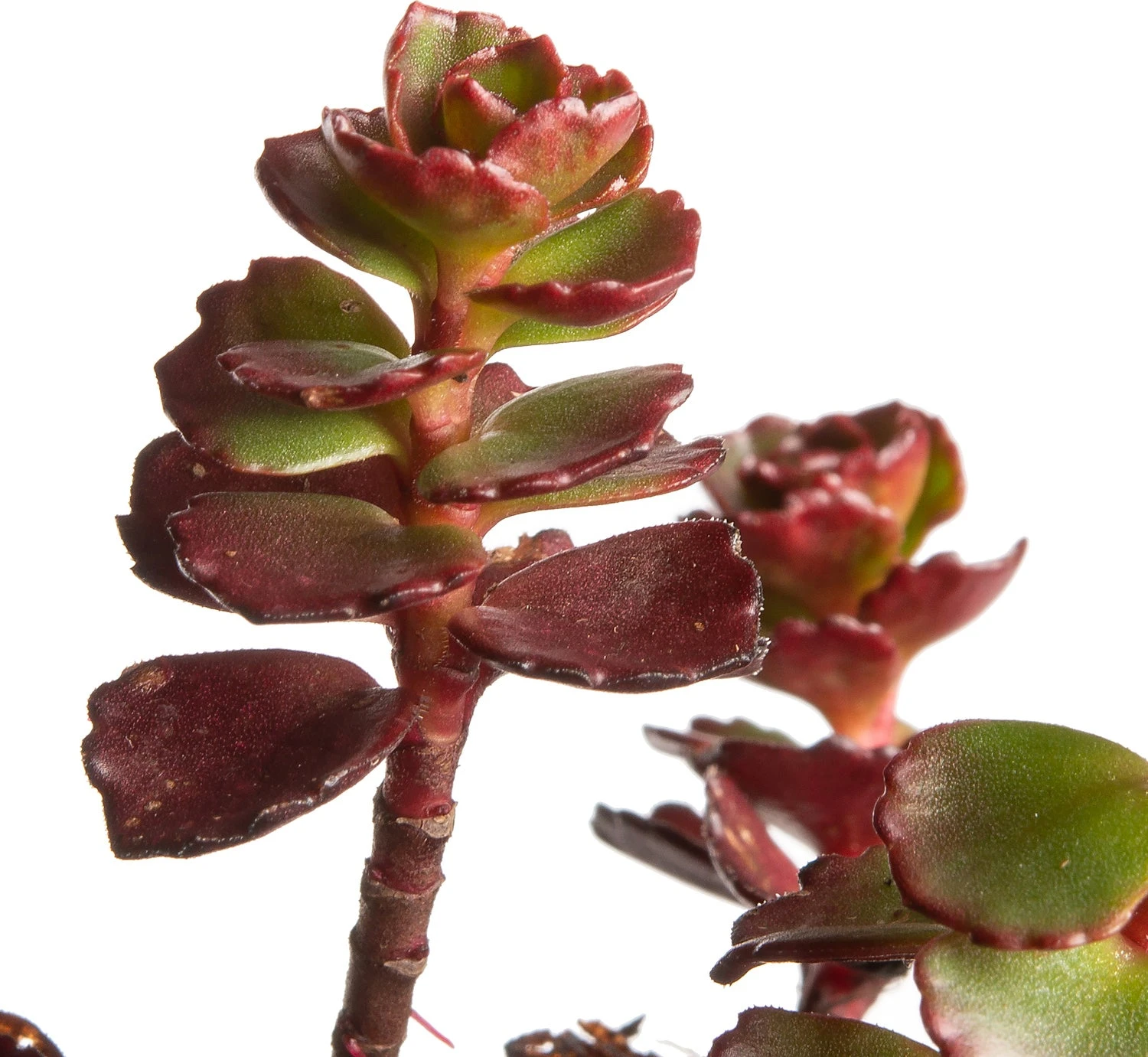 Vetkruid (Sedum Spurium 'Fuldaglut') D 11 H 10 Cm 2 Vetkruid (Sedum Spurium 'Fuldaglut') D 11 H 10 Cm - Afbeelding 2