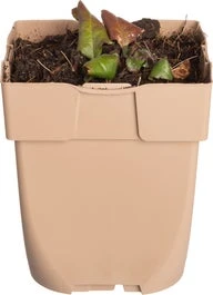 Echte Guldenroede (Solidago Virgaurea) D 11 H 10 Cm 1 Echte Guldenroede (Solidago Virgaurea) D 11 H 10 Cm