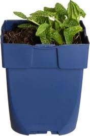 Betonie (Stachys Officinalis) D 11 H 10 Cm