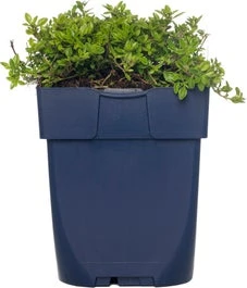 Tijm (Thymus Praecox 'Albiflorus') D 11 H 15 Cm 1 Tijm (Thymus Praecox 'Albiflorus') D 11 H 15 Cm