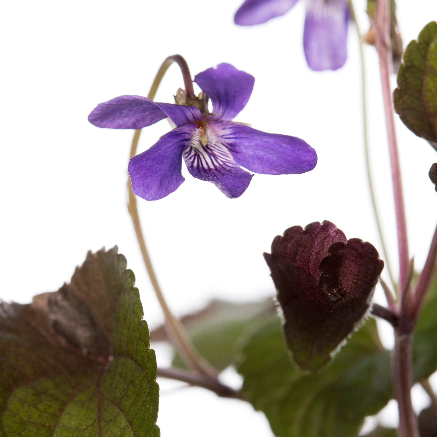 Hoornviooltje (Viola Labradorica) D 11 H 10 Cm 2 Hoornviooltje (Viola Labradorica) D 11 H 10 Cm - Afbeelding 2
