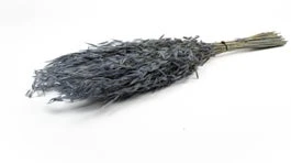 Droogbloemen Wilde Haver (Avena) Grijs H 55 Cm