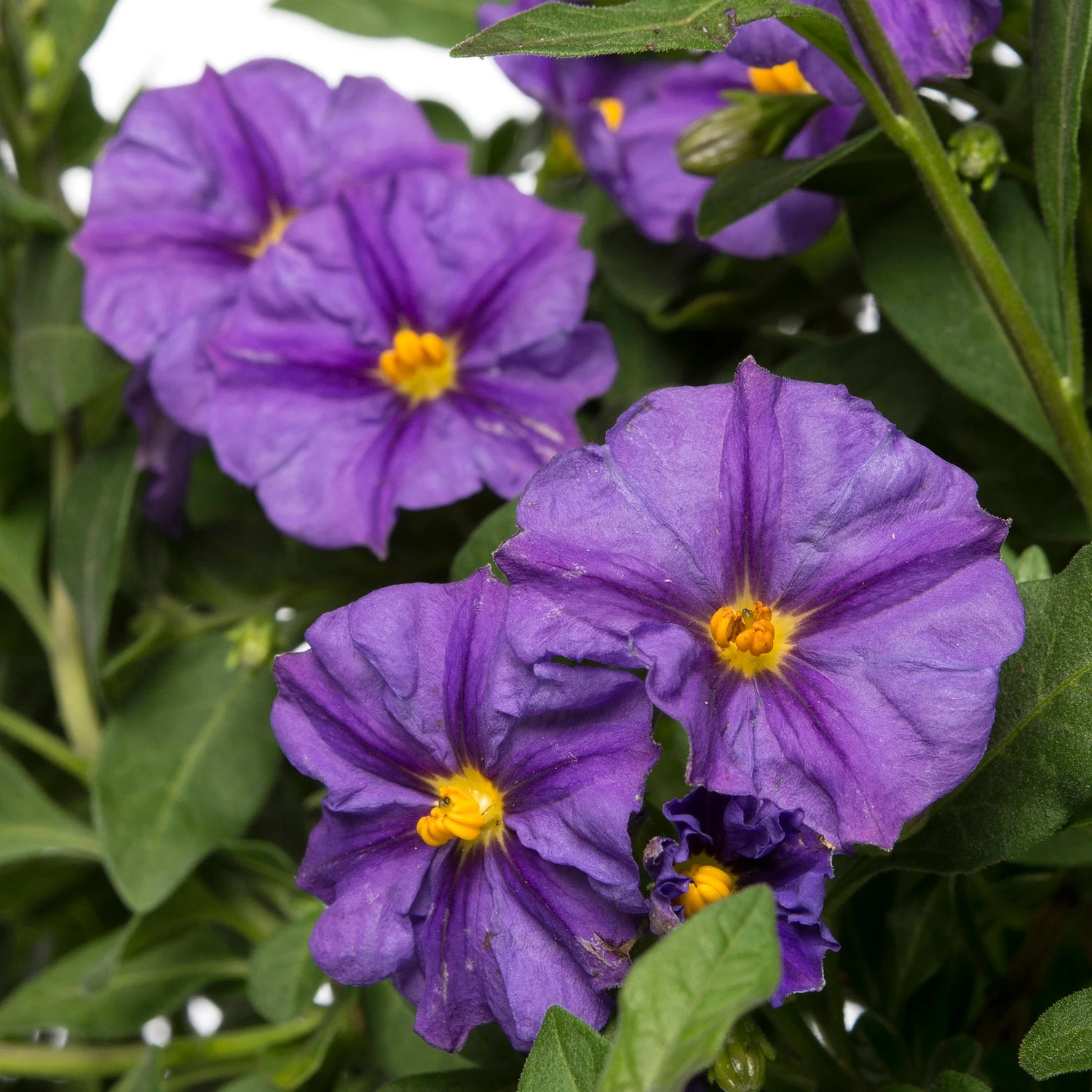 Nachtschade Op Stam (Solanum Rantonetti 'Blue Fountain') D 19 H 75 Cm 2 Nachtschade Op Stam (Solanum Rantonetti 'Blue Fountain') D 19 H 75 Cm - Afbeelding 2
