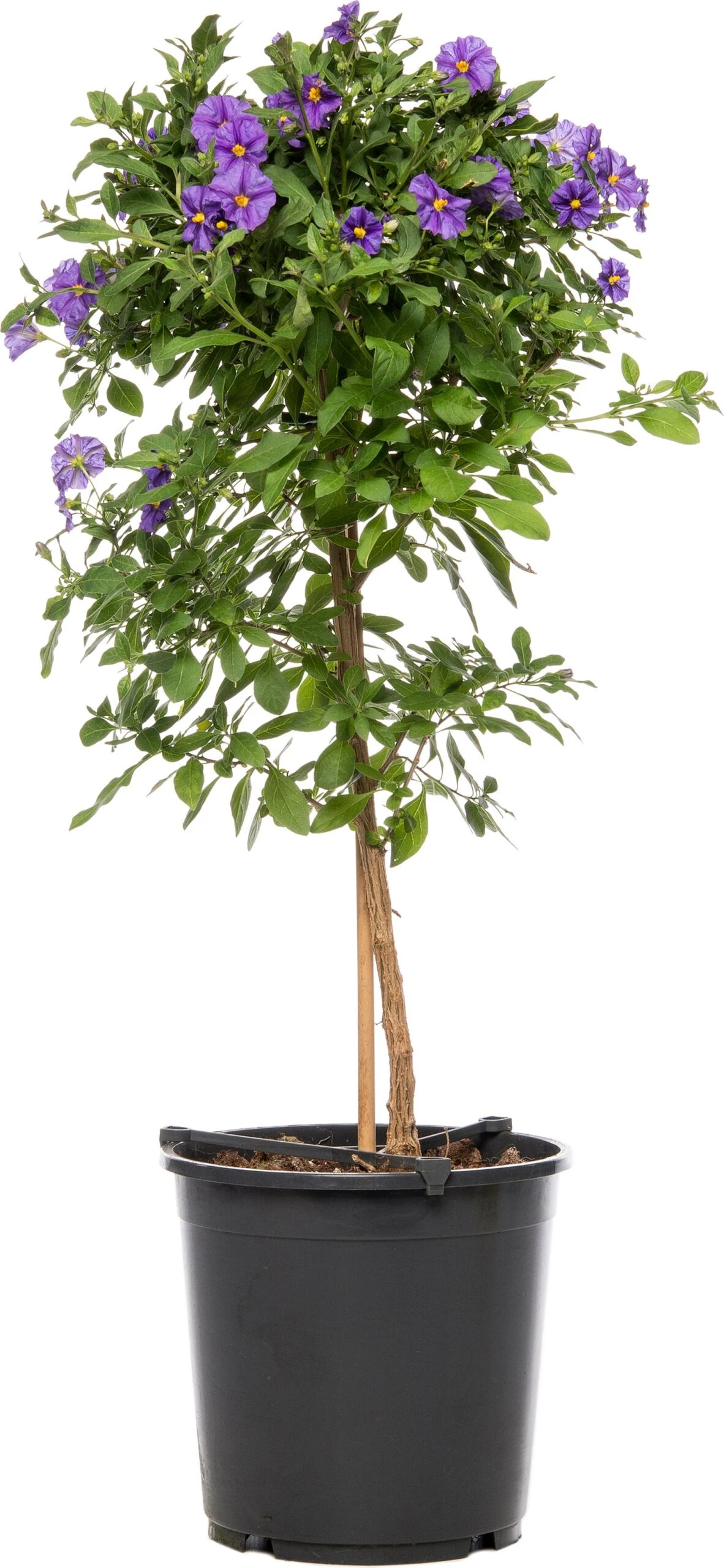 Nachtschade Op Stam (Solanum Rantonetti 'Blue Fountain') D 19 H 75 Cm 1 Nachtschade Op Stam (Solanum Rantonetti 'Blue Fountain') D 19 H 75 Cm