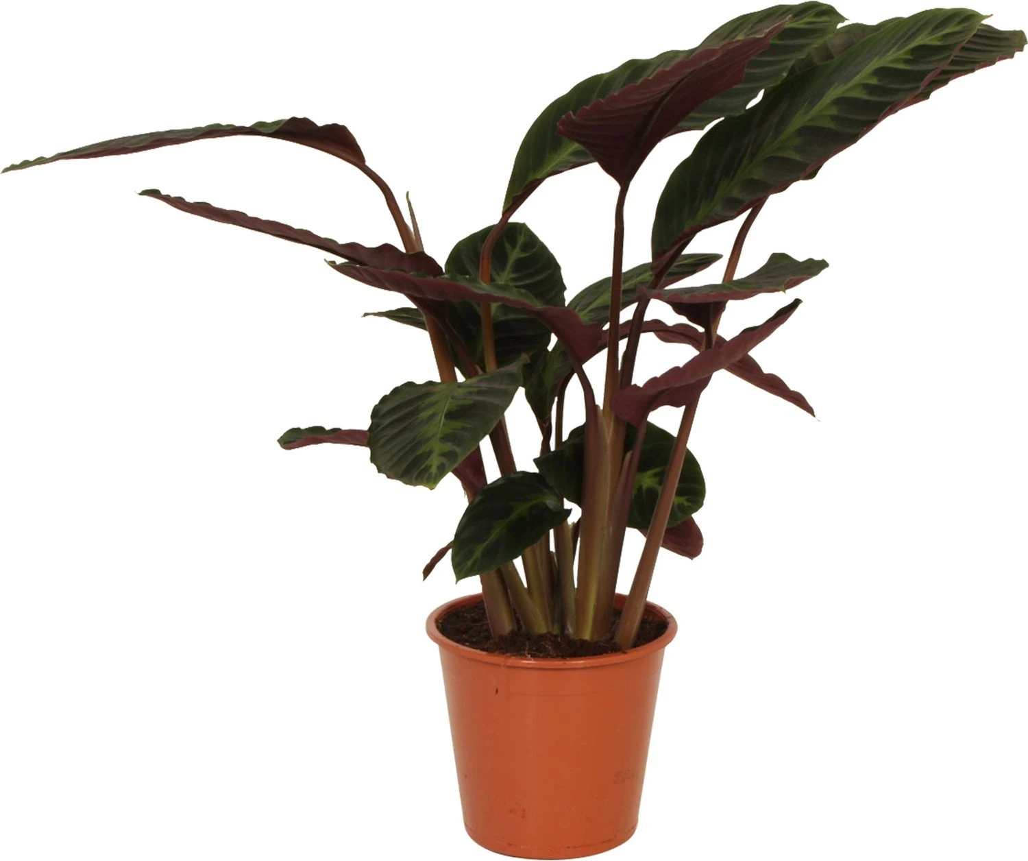 Calathea (Calathea Warscewiczii) D 19 H 75 Cm 1 Calathea (Calathea Warscewiczii) D 19 H 75 Cm