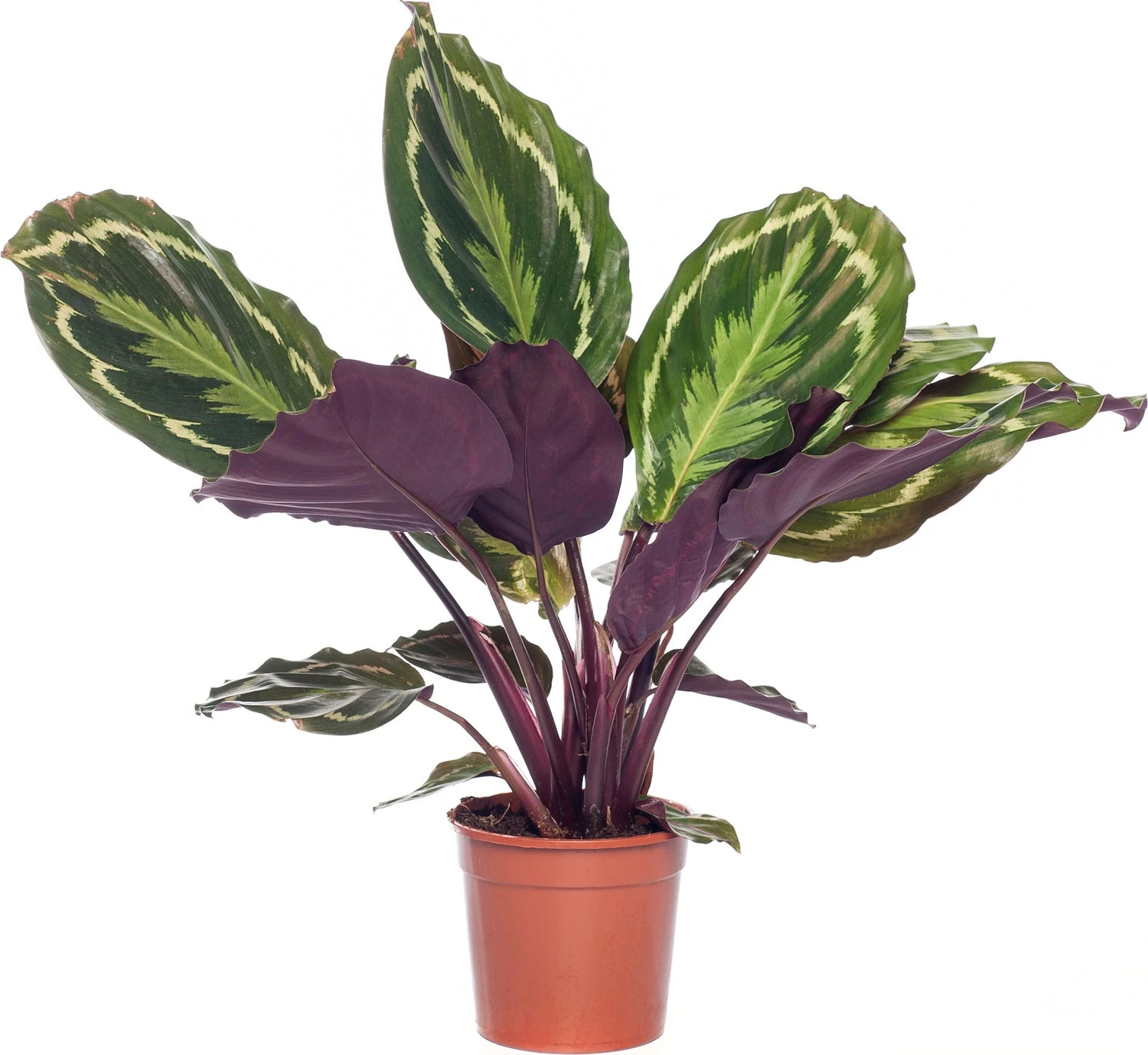 Calathea (Calathea 'Medallion') D 14 H 40 Cm 1 Calathea (Calathea 'Medallion') D 14 H 40 Cm