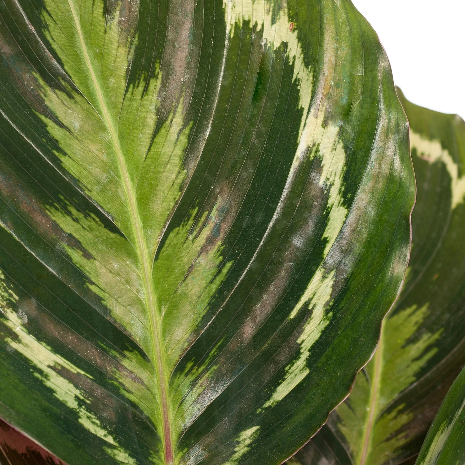 Calathea (Calathea 'Medallion') D 14 H 40 Cm 2 Calathea (Calathea 'Medallion') D 14 H 40 Cm - Afbeelding 2