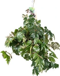 Suikerdruifje In Hangpot (Cissus Rhombifolia) D 17 H 20 Cm 1 Suikerdruifje In Hangpot (Cissus Rhombifolia) D 17 H 20 Cm