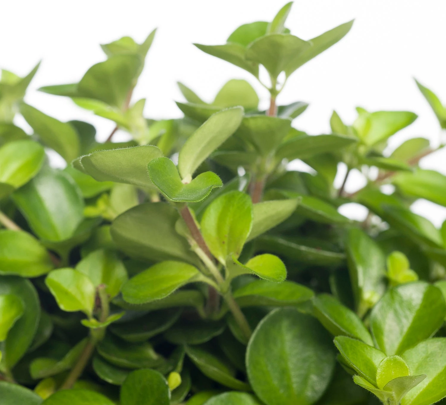 Peperomia (Peperomia Rotundifolia) D 12 H 15 Cm 2 Peperomia (Peperomia Rotundifolia) D 12 H 15 Cm - Afbeelding 2