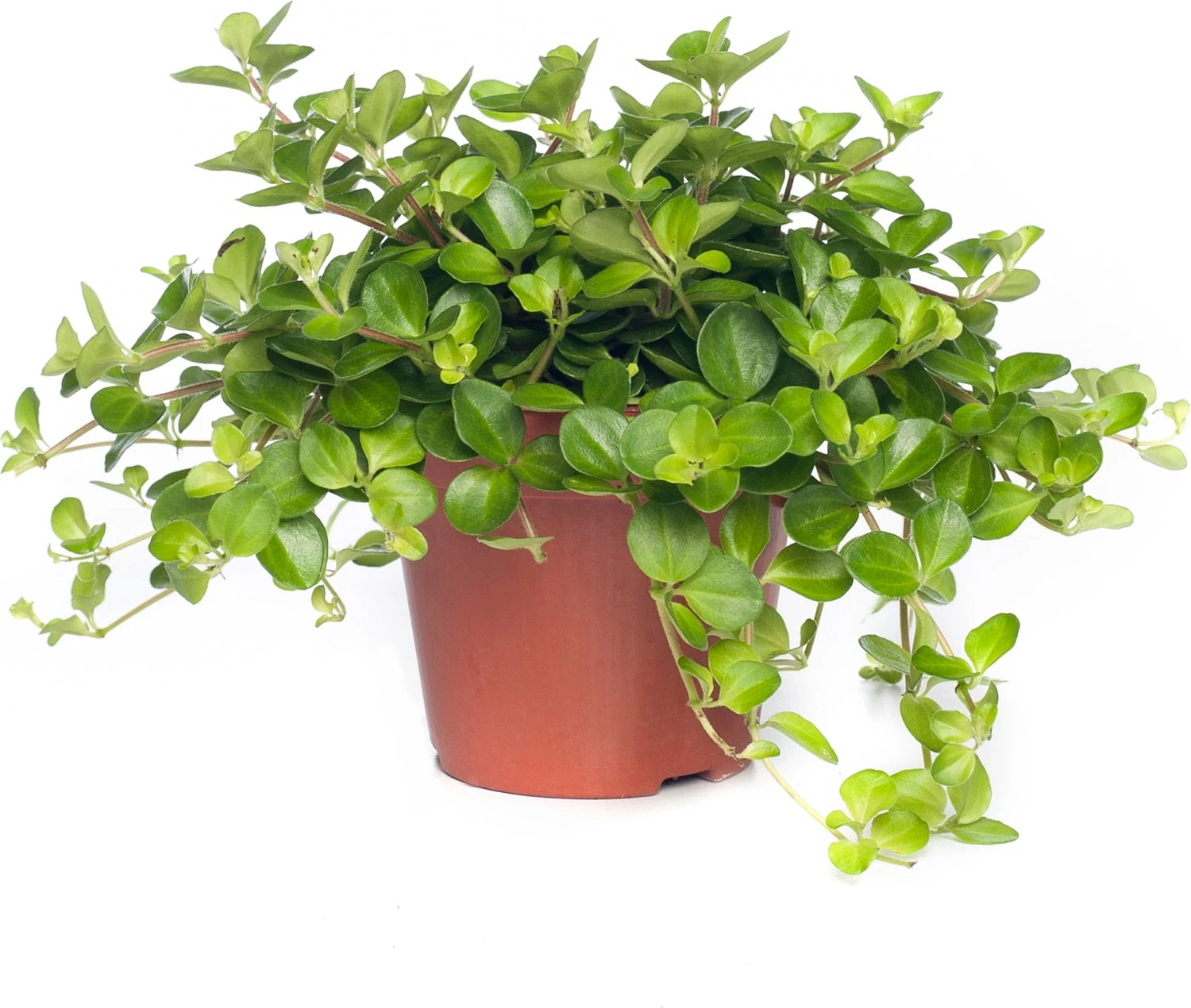Peperomia (Peperomia Rotundifolia) D 12 H 15 Cm 1 Peperomia (Peperomia Rotundifolia) D 12 H 15 Cm