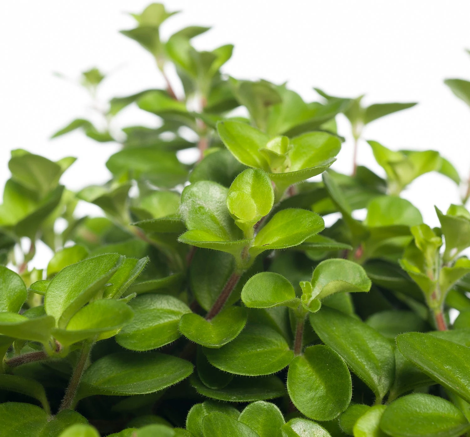 Peperomia (Peperomia Rotundifolia) D 15 H 25 Cm 2 Peperomia (Peperomia Rotundifolia) D 15 H 25 Cm - Afbeelding 2