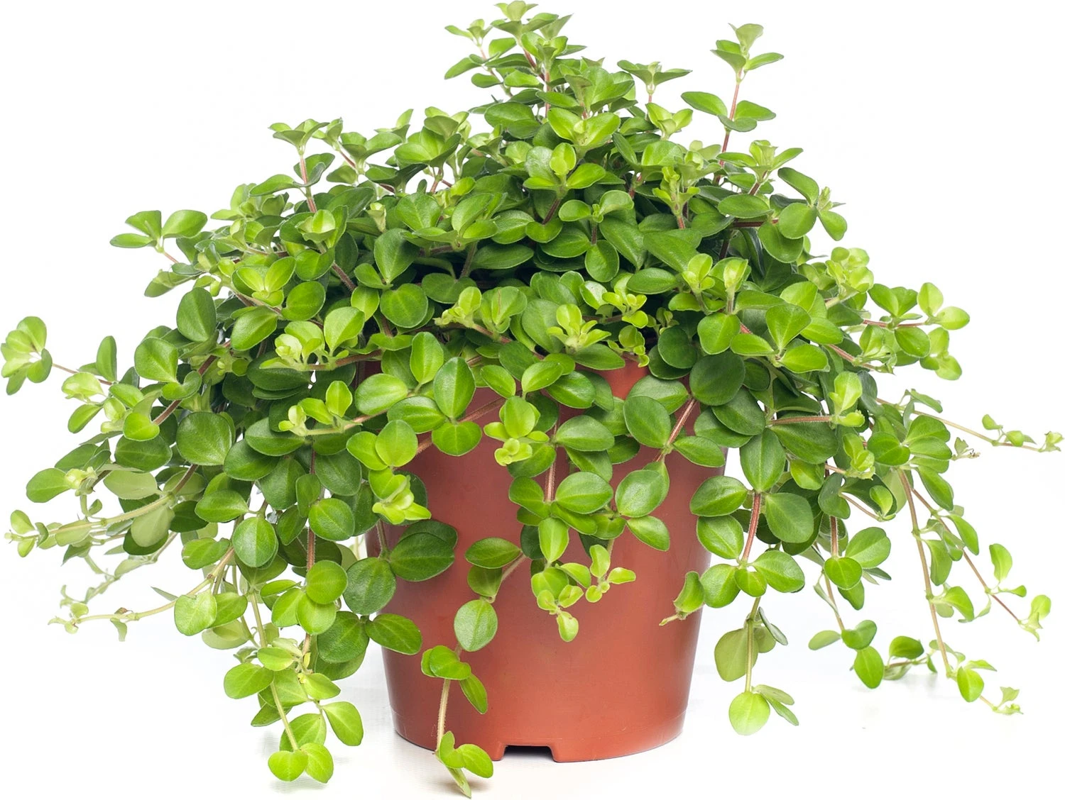 Peperomia (Peperomia Rotundifolia) D 15 H 25 Cm 1 Peperomia (Peperomia Rotundifolia) D 15 H 25 Cm