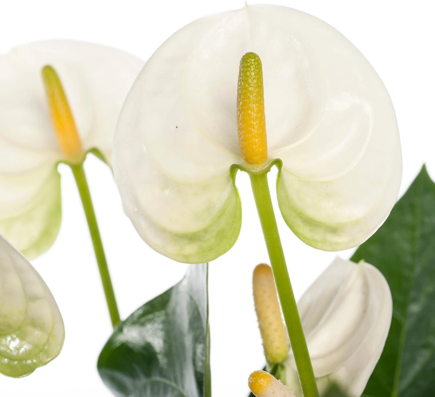 Flamingoplant (Anthurium Andreanum 'White') D 12 H 35 Cm 2 Flamingoplant (Anthurium Andreanum 'White') D 12 H 35 Cm - Afbeelding 2