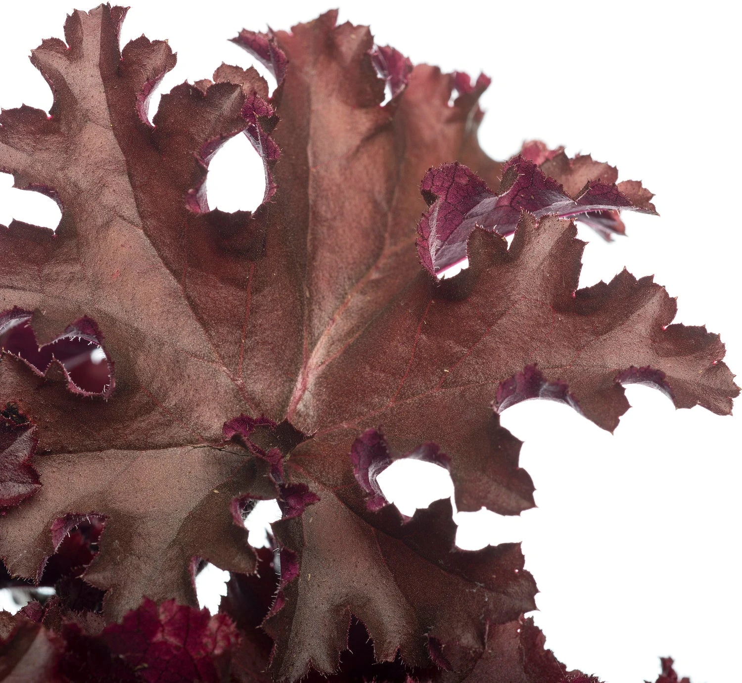 Purperklokje (Heuchera 'Melting Fire') D 11 H 10 Cm 2 Purperklokje (Heuchera 'Melting Fire') D 11 H 10 Cm - Afbeelding 2