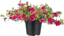 Minipetunia (Calibrachoa) D 13 H 20 Cm