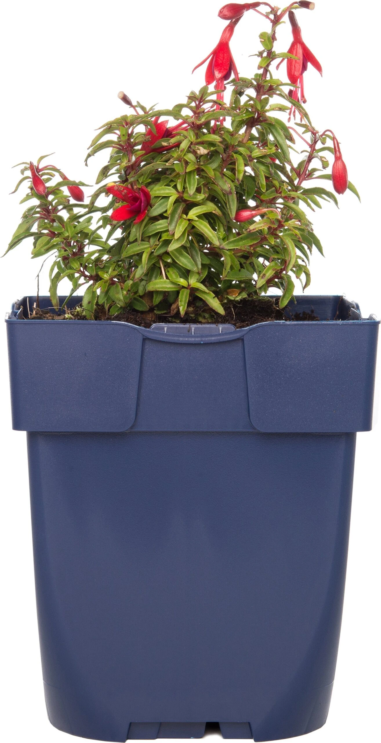 Bellenplant (Fuchsia Microphylla 'David') D 11 H 10 Cm 1 Bellenplant (Fuchsia Microphylla 'David') D 11 H 10 Cm