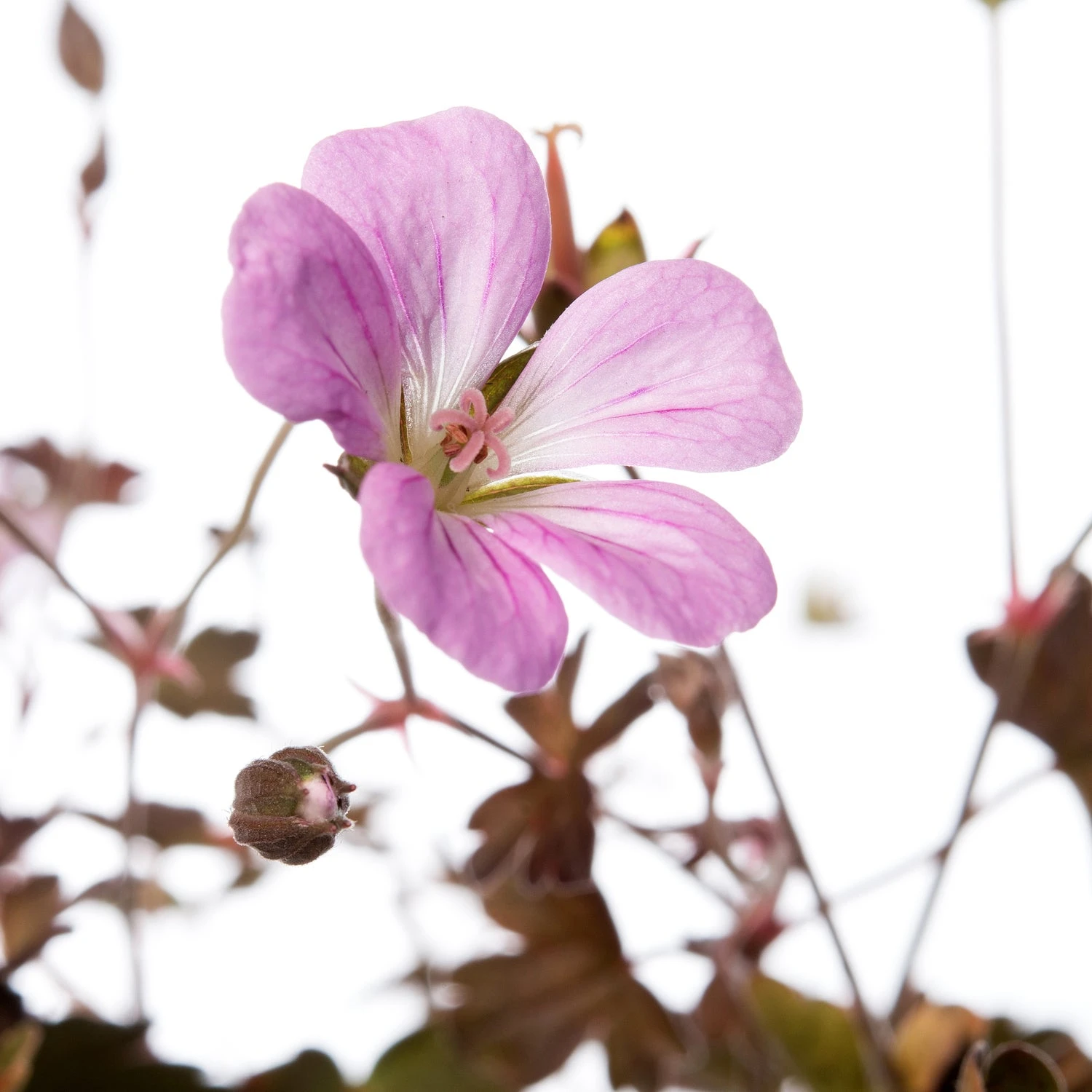Ooievaarsbek (Geranium 'Dusky Crug') D 11 H 10 Cm 2 Ooievaarsbek (Geranium 'Dusky Crug') D 11 H 10 Cm - Afbeelding 2