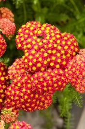 Duizendblad (Achillea Millefolium 'Desred') D 11 H 30 Cm 1 Duizendblad (Achillea Millefolium 'Desred') D 11 H 30 Cm