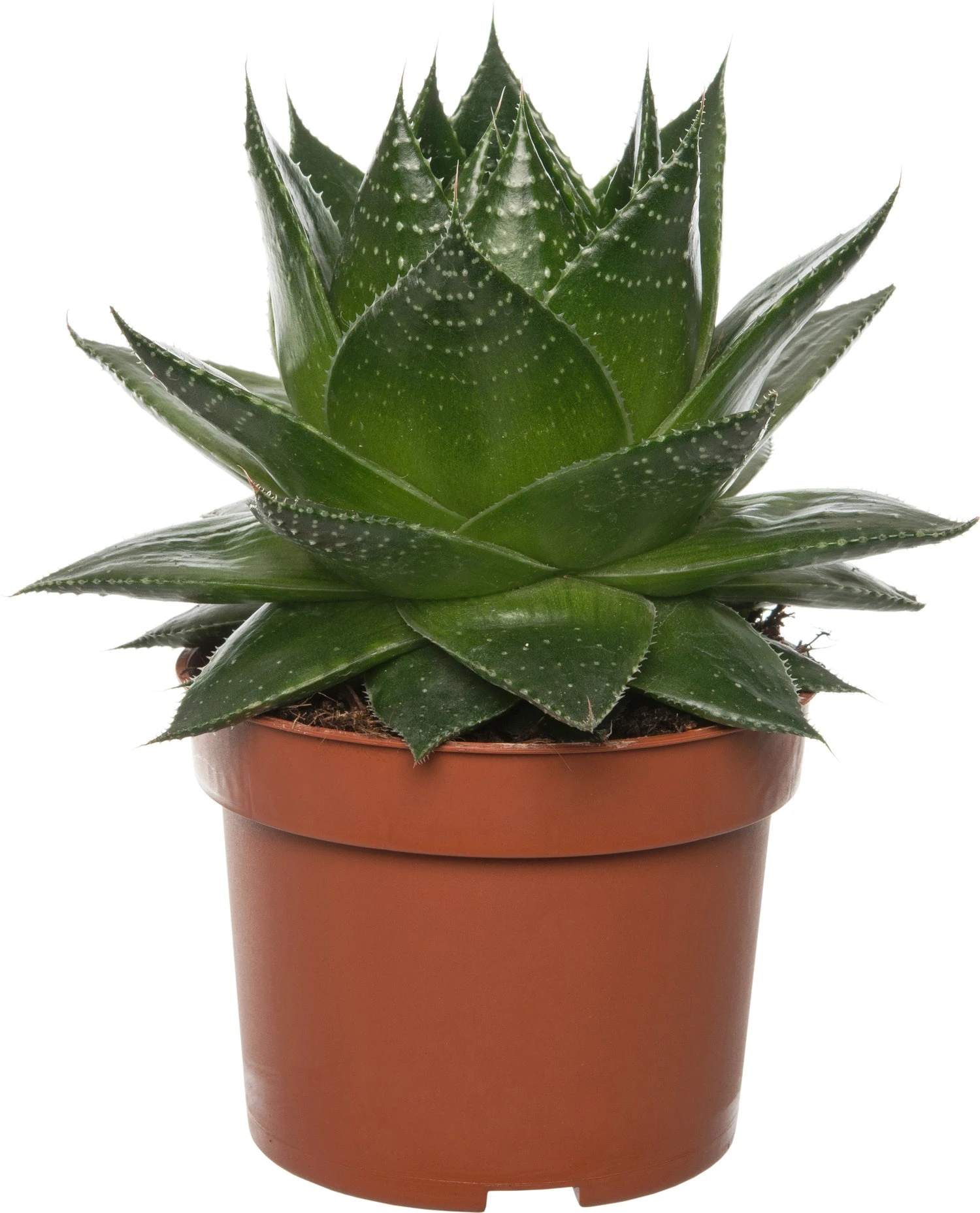 Aloë (Aloë Aristata 'Cosmo') D 10,5 H 17 Cm 1 Aloë (Aloë Aristata 'Cosmo') D 10,5 H 17 Cm