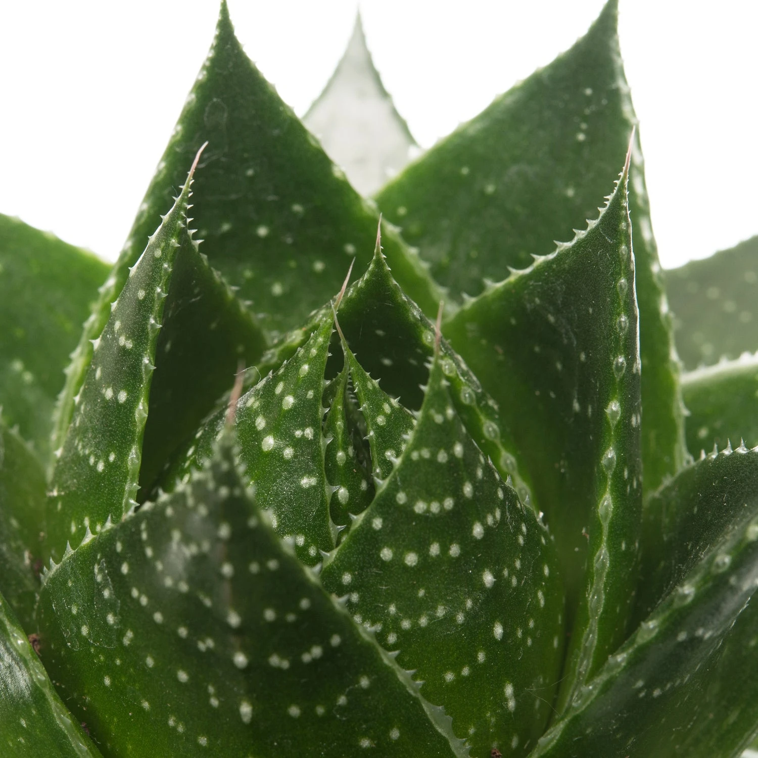 Aloë (Aloë Aristata 'Cosmo') D 10,5 H 17 Cm 2 Aloë (Aloë Aristata 'Cosmo') D 10,5 H 17 Cm - Afbeelding 2