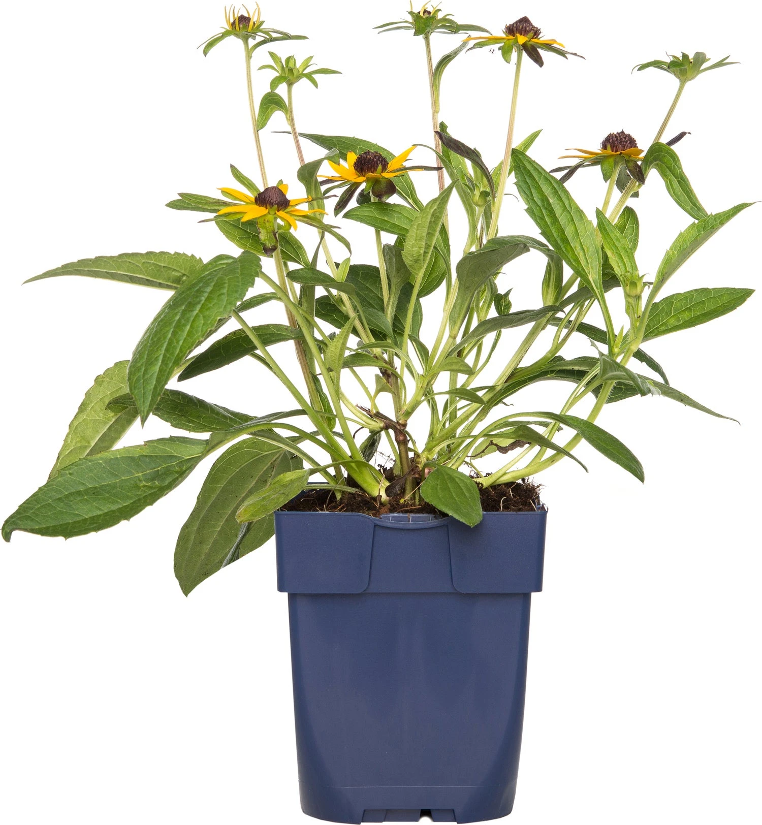 Zonnehoed (Rudbeckia Fulgida 'Little Goldstar') D 11 H 10 Cm 1 Zonnehoed (Rudbeckia Fulgida 'Little Goldstar') D 11 H 10 Cm