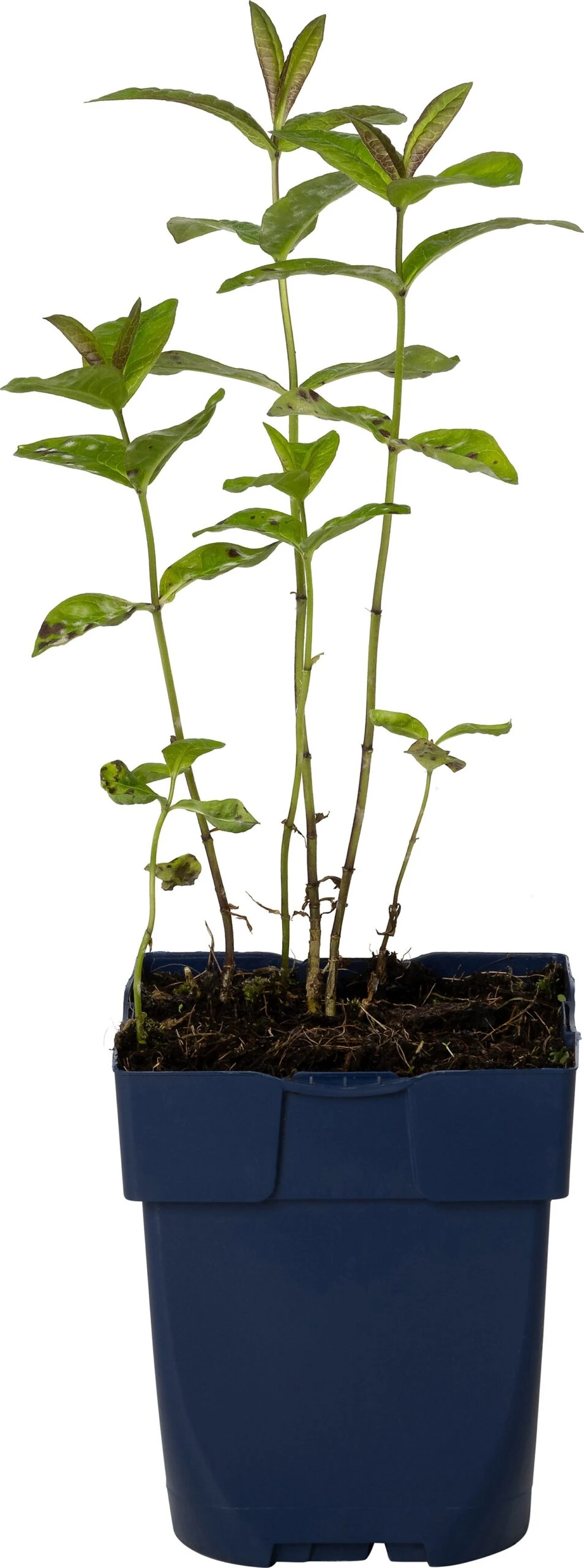 Vlambloem (Phlox Paniculata 'Sweet Summer Ocean') D 11 H 80 Cm 1 Vlambloem (Phlox Paniculata 'Sweet Summer Ocean') D 11 H 80 Cm