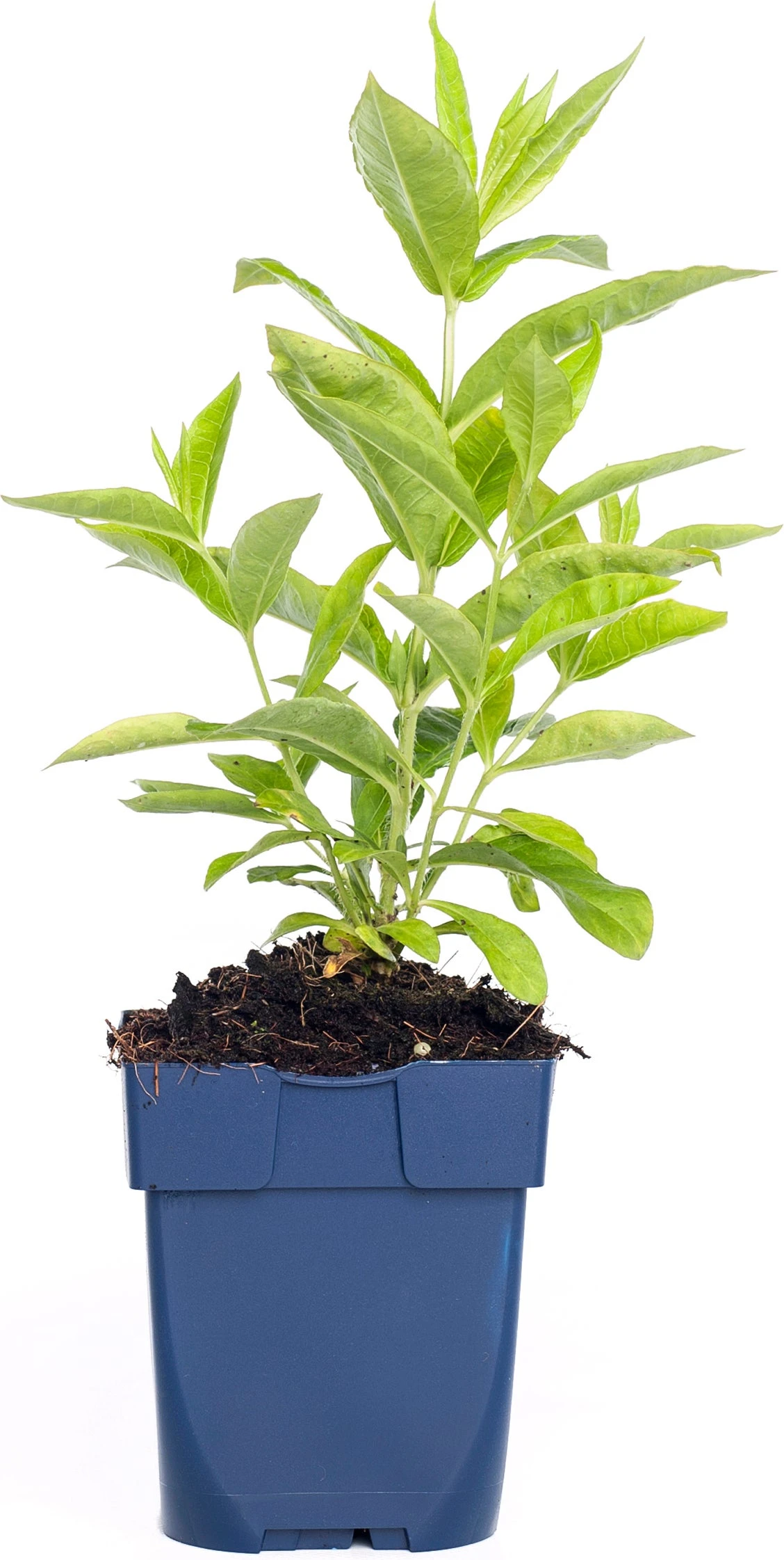 Vlambloem (Phlox Paniculata 'Sweet Summer Fantasy') D 11 H 15 Cm 1 Vlambloem (Phlox Paniculata 'Sweet Summer Fantasy') D 11 H 15 Cm