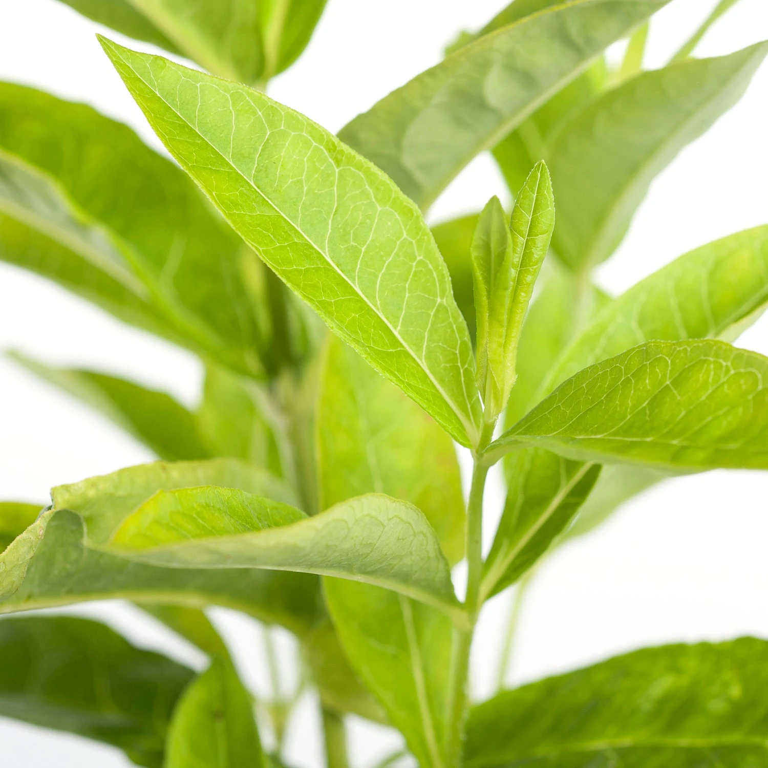 Vlambloem (Phlox Paniculata 'Sweet Summer Fantasy') D 11 H 15 Cm 2 Vlambloem (Phlox Paniculata 'Sweet Summer Fantasy') D 11 H 15 Cm - Afbeelding 2