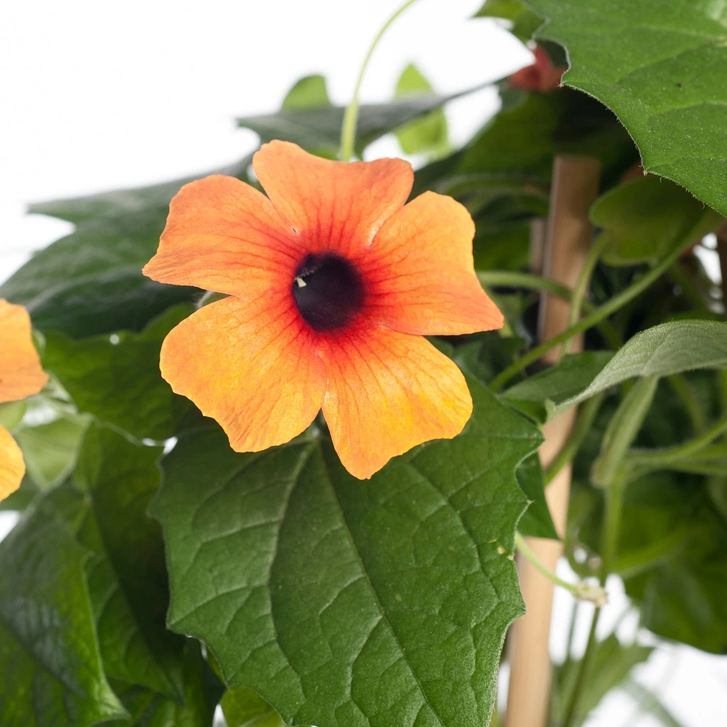 Suzanne-met-de-mooie-ogen (Thunbergia Alata 'Suzie Yellow With Eye') D 17 H 80 Cm 2 Suzanne-met-de-mooie-ogen (Thunbergia Alata 'Suzie Yellow With Eye') D 17 H 80 Cm - Afbeelding 2