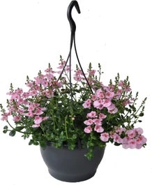 Diascia In Hangpot (Diascia 'Flying Colors Rose Upright') D 23 H 35 Cm