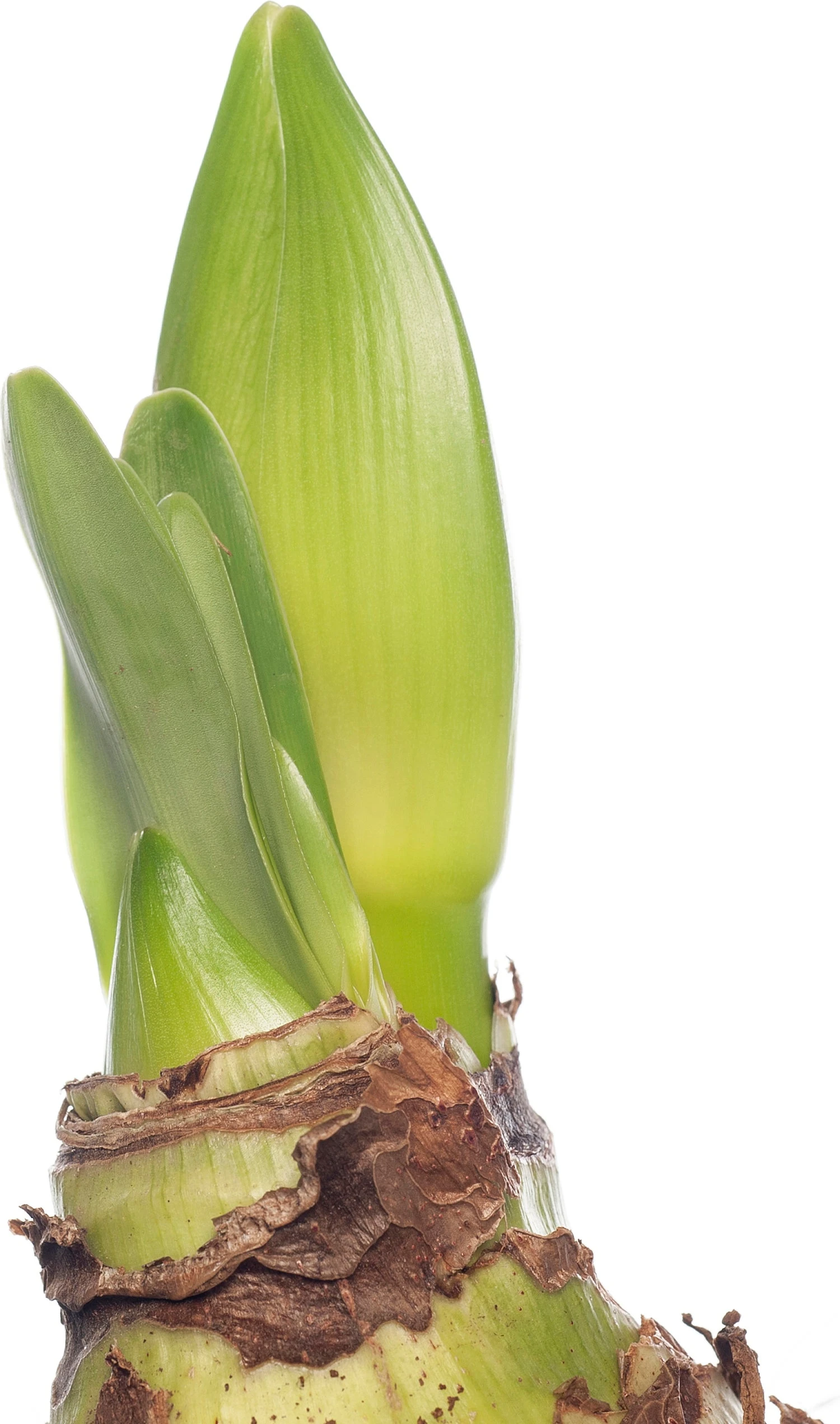 Amaryllis (Hippeastrum 'Royal Red') D 14 H 25 Cm 2 Amaryllis (Hippeastrum 'Royal Red') D 14 H 25 Cm - Afbeelding 2