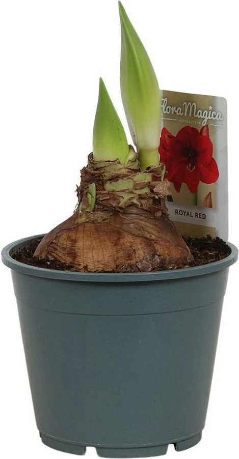 Amaryllis (Hippeastrum 'Royal Red') D 14 H 25 Cm 4 Amaryllis (Hippeastrum 'Royal Red') D 14 H 25 Cm - Afbeelding 4