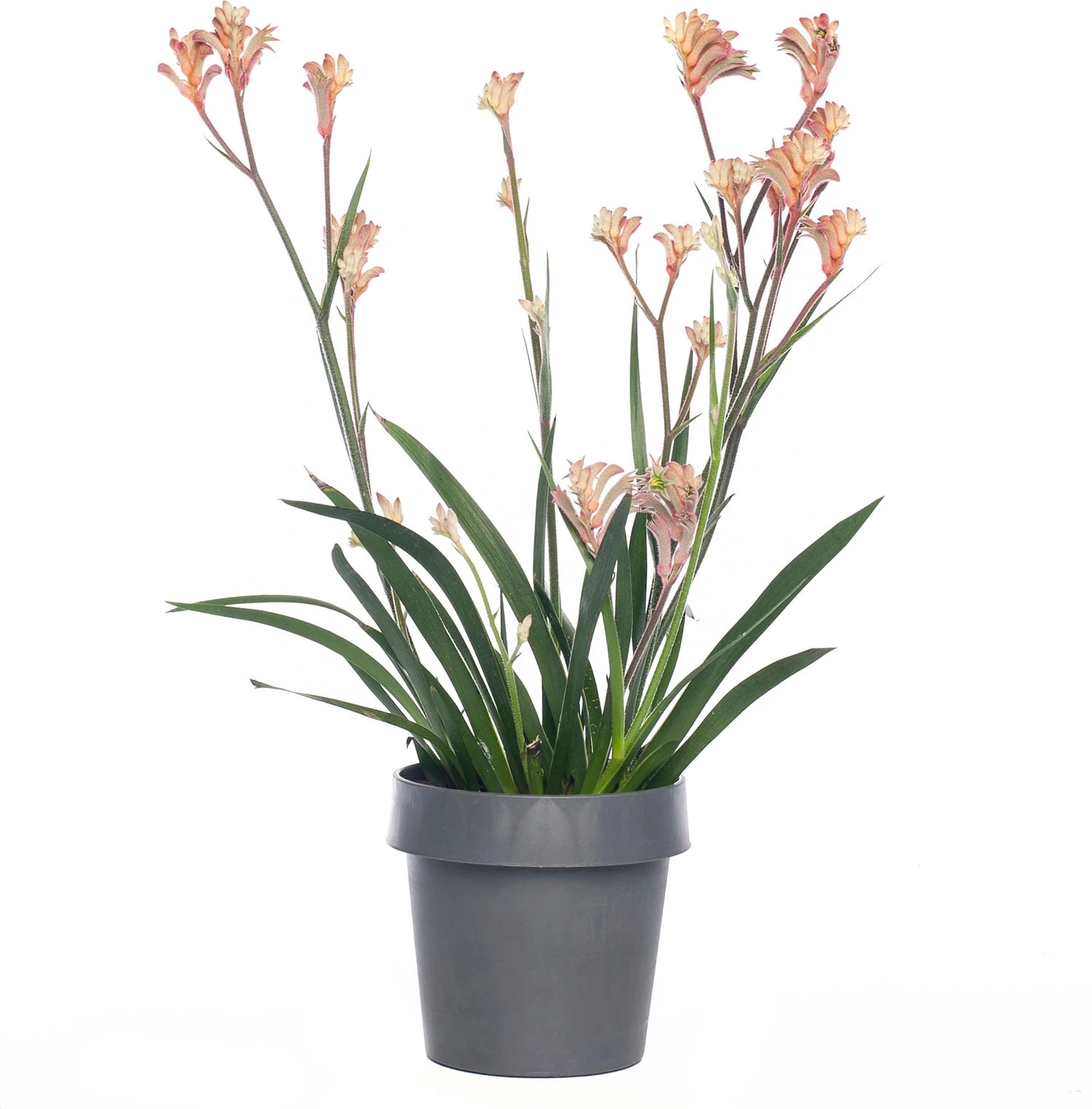 Kangoeroepoot (Anigozanthos) Rood D 12 H 40 Cm 1 Kangoeroepoot (Anigozanthos) Rood D 12 H 40 Cm