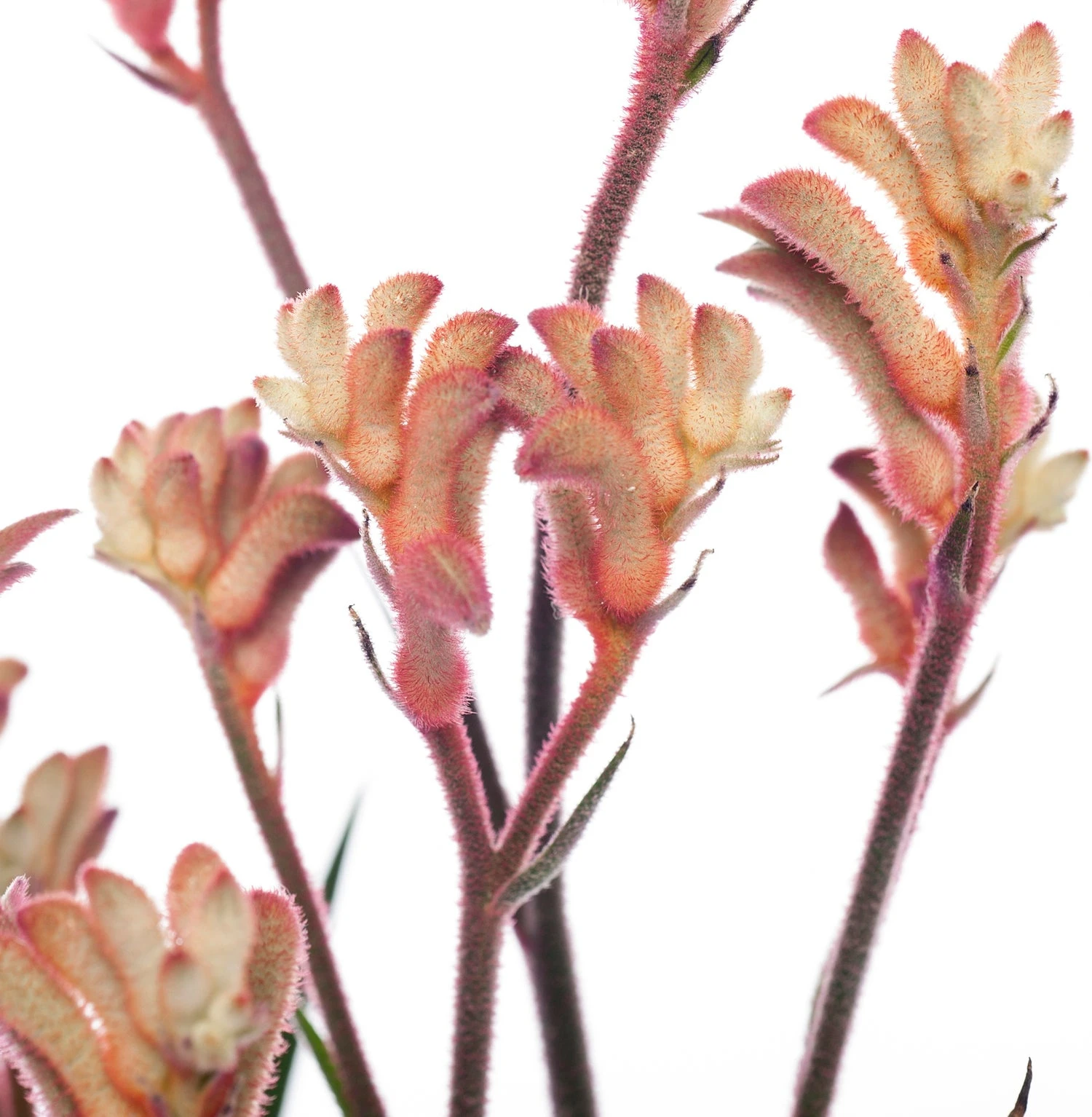 Kangoeroepoot (Anigozanthos) Rood D 12 H 40 Cm 2 Kangoeroepoot (Anigozanthos) Rood D 12 H 40 Cm - Afbeelding 2