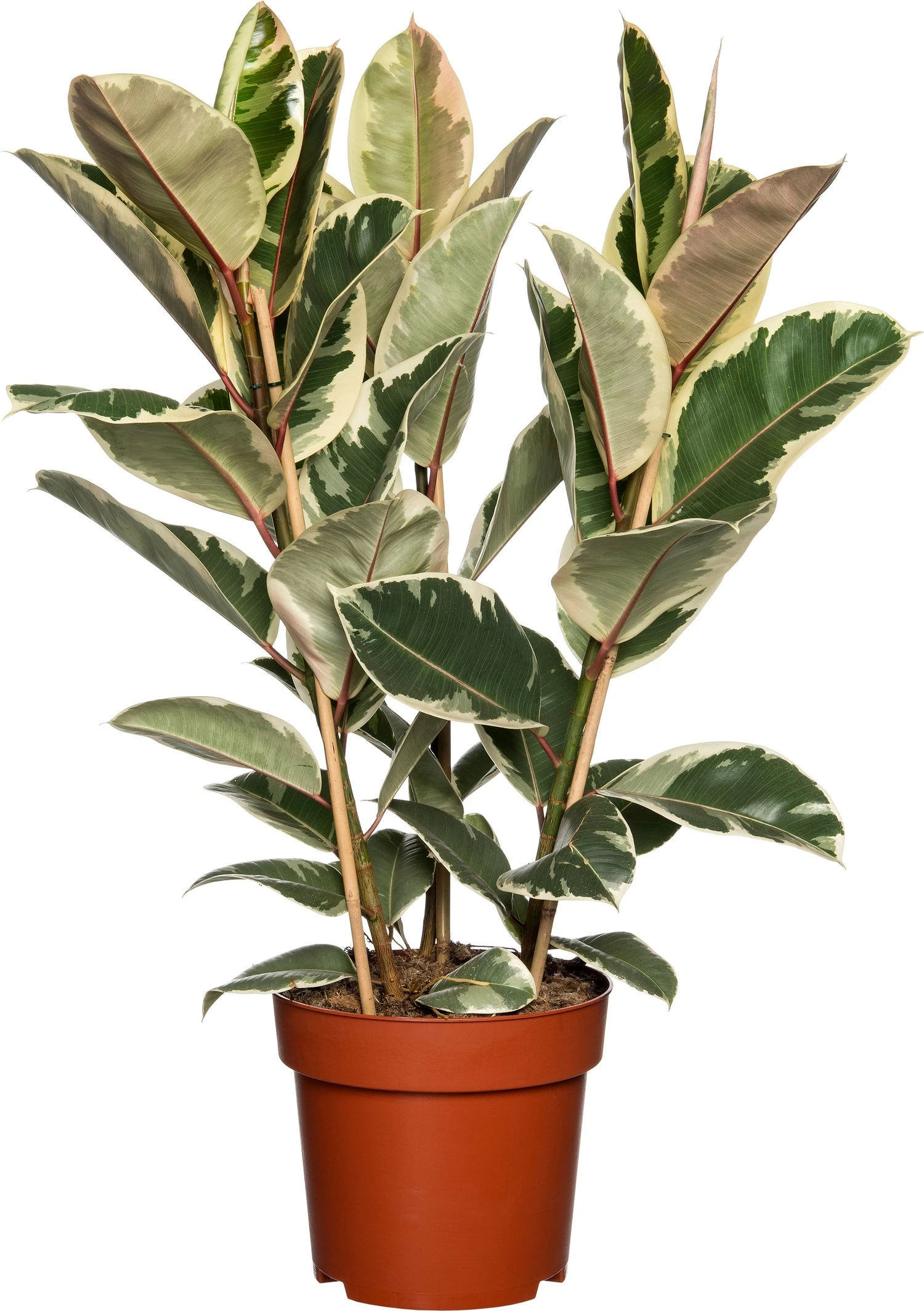 Rubberboom (Ficus Elastica 'Tineke') D 27 H 90 Cm 1 Rubberboom (Ficus Elastica 'Tineke') D 27 H 90 Cm