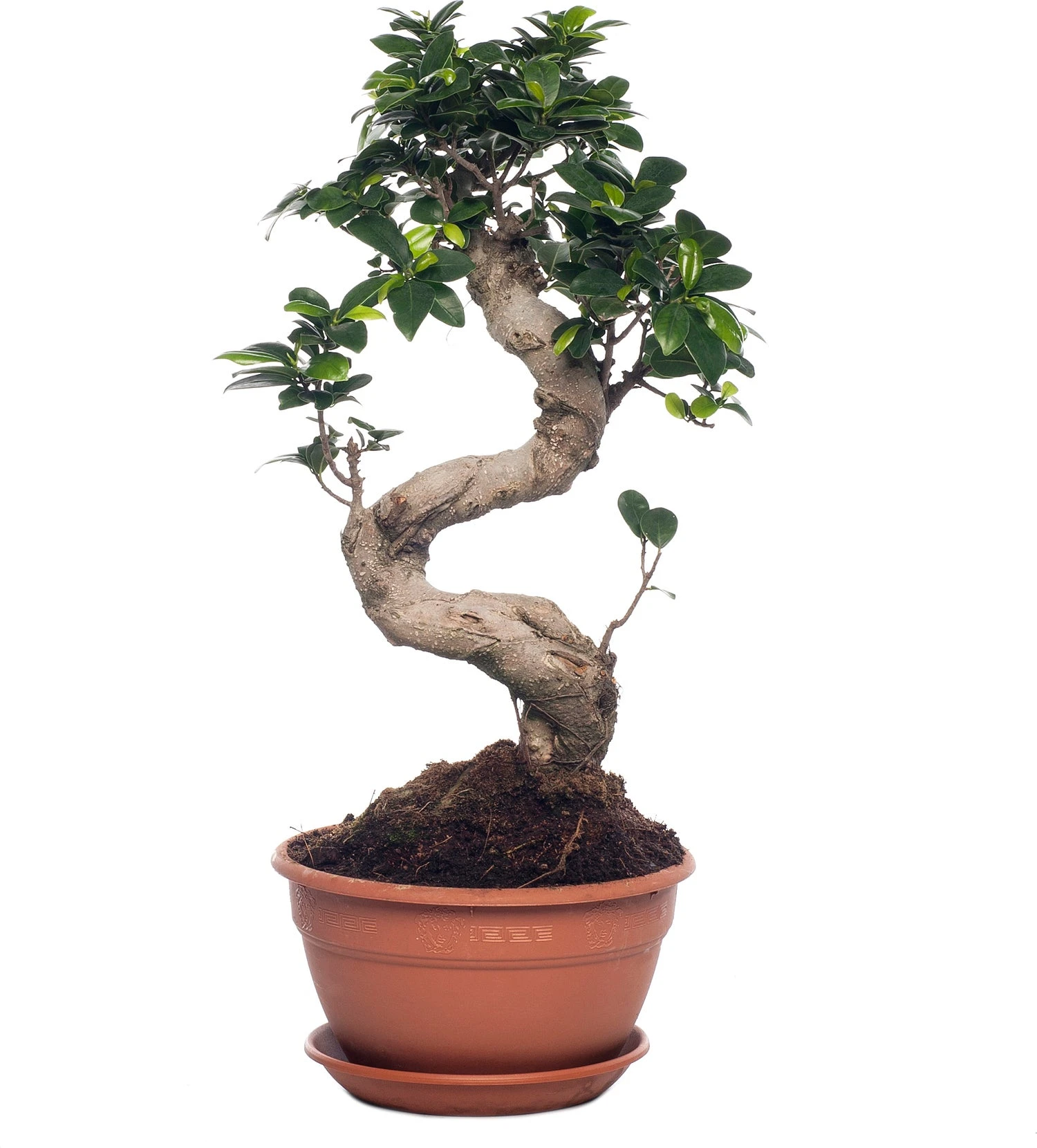 Chinese Vijg (Ficus Microcarpa 'Ginseng') D 27 H 65 Cm 1 Chinese Vijg (Ficus Microcarpa 'Ginseng') D 27 H 65 Cm