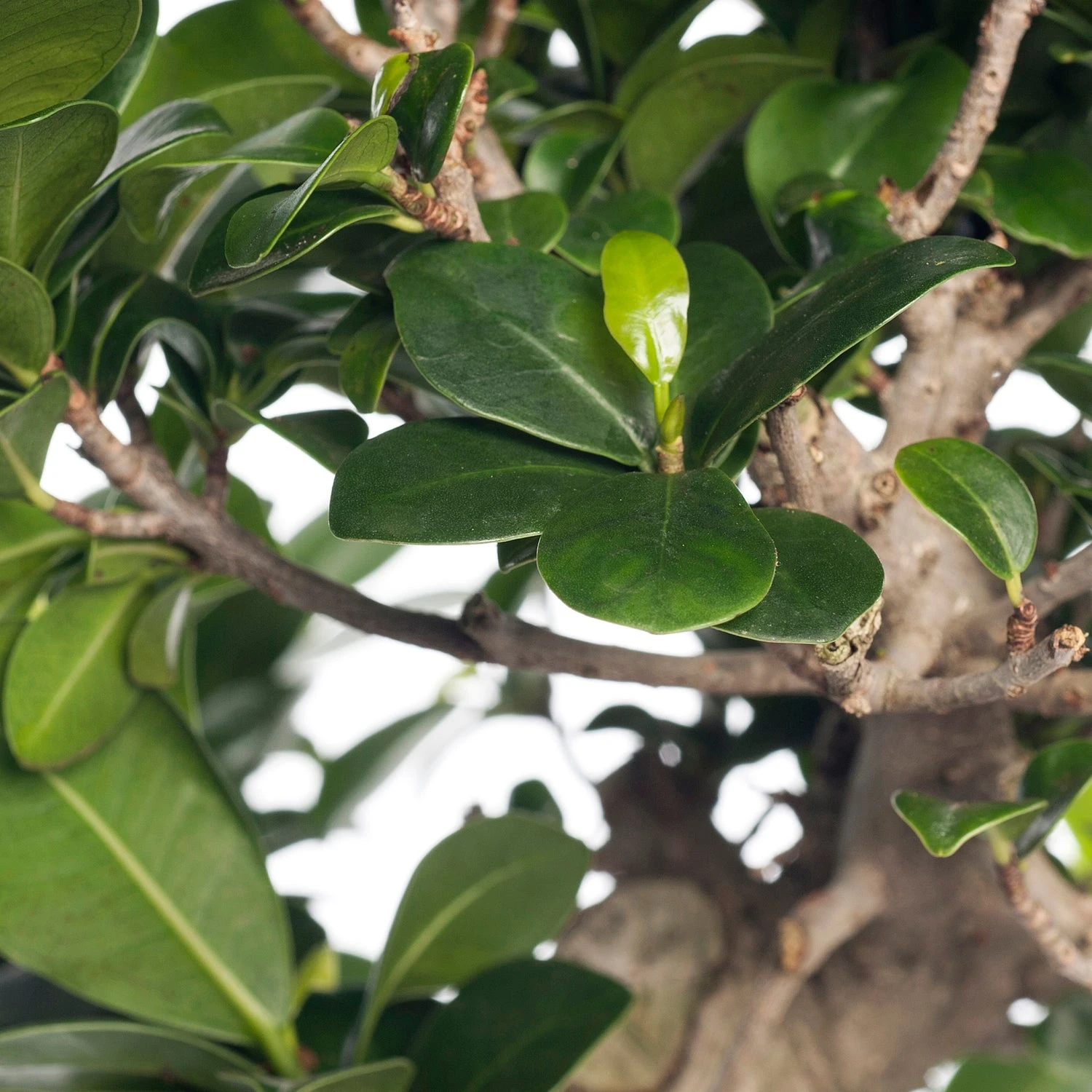 Chinese Vijg (Ficus Microcarpa 'Ginseng') D 27 H 65 Cm 2 Chinese Vijg (Ficus Microcarpa 'Ginseng') D 27 H 65 Cm - Afbeelding 2