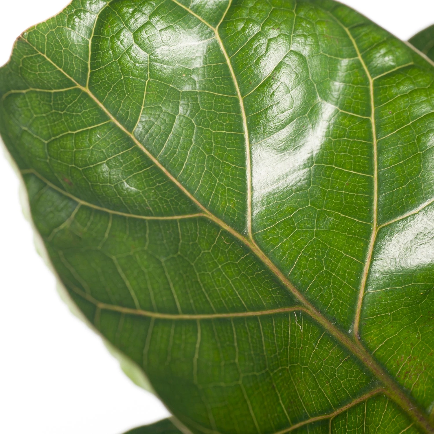 Vioolbladplant (Ficus Lyrata 'Bambino') D 12 H 35 Cm 2 Vioolbladplant (Ficus Lyrata 'Bambino') D 12 H 35 Cm - Afbeelding 2