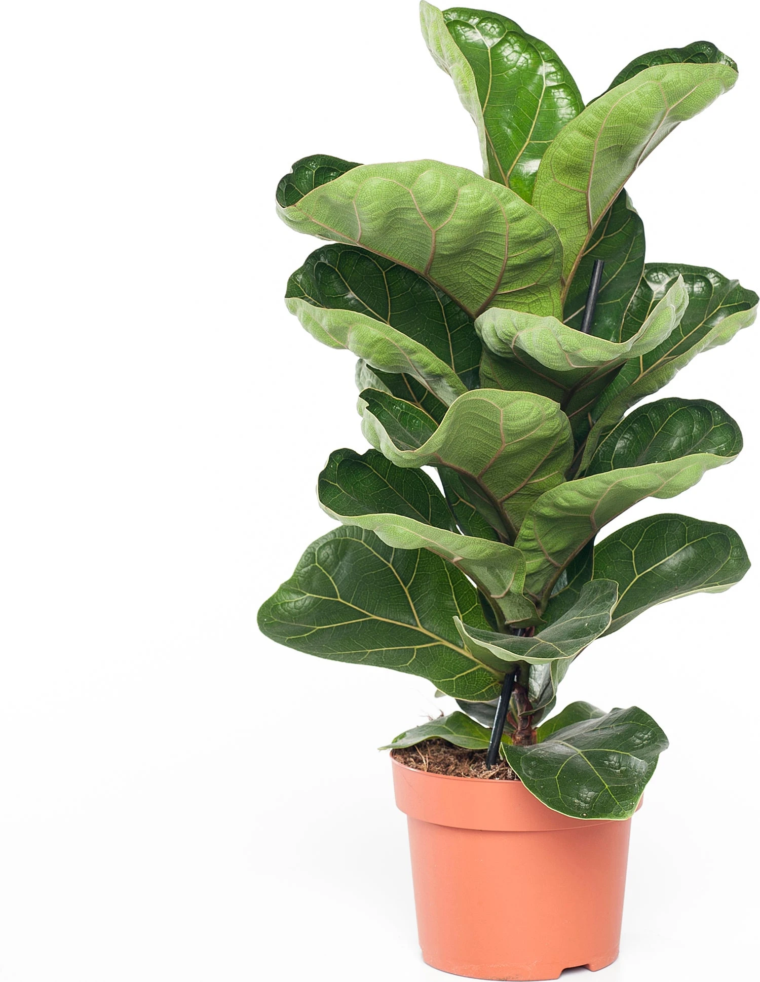 Vioolbladplant (Ficus Lyrata 'Bambino') D 12 H 35 Cm 1 Vioolbladplant (Ficus Lyrata 'Bambino') D 12 H 35 Cm