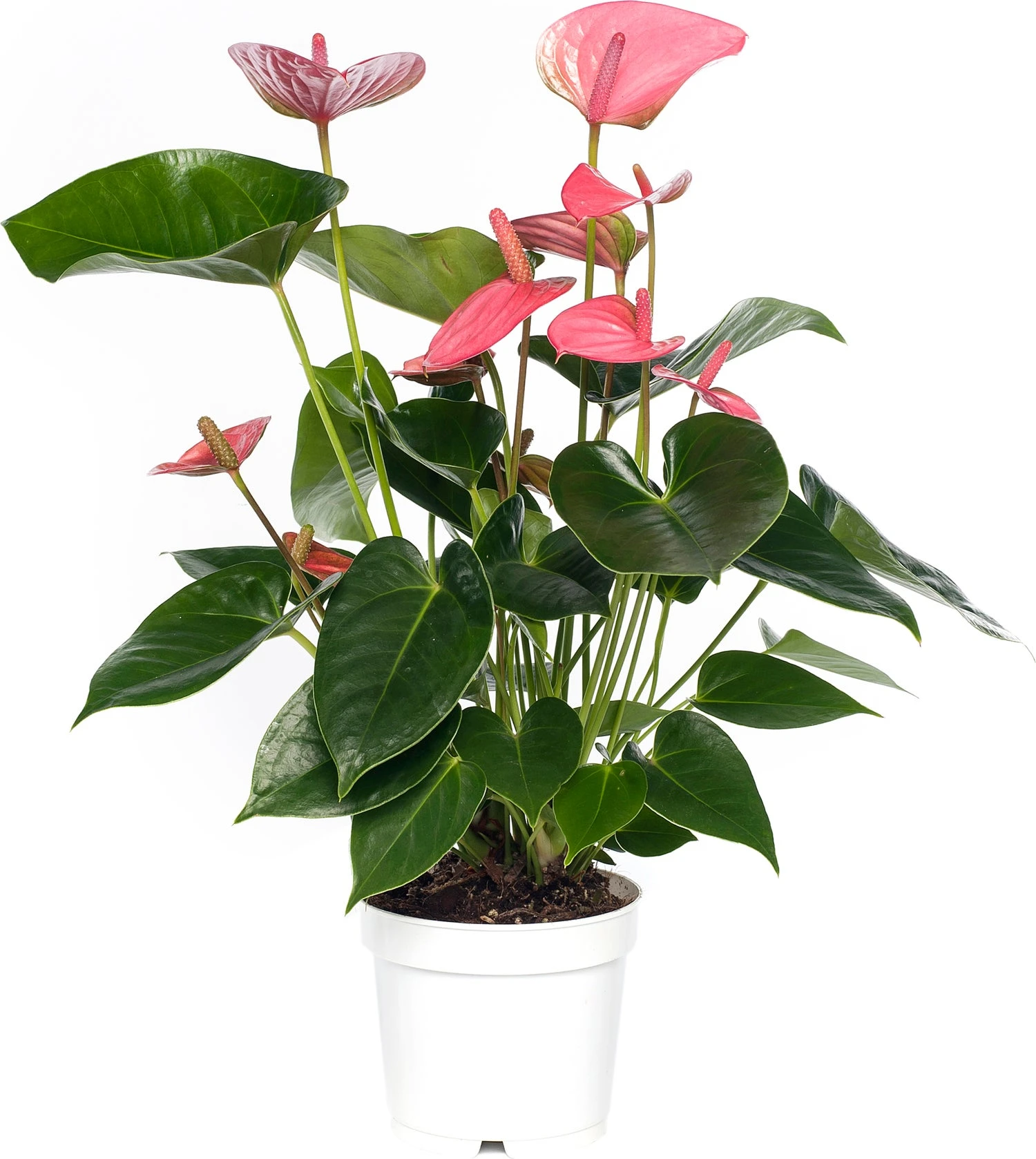 Flamingoplant (Anthurium Andreanum 'Pink Champion') D 14 H 50 Cm 1 Flamingoplant (Anthurium Andreanum 'Pink Champion') D 14 H 50 Cm