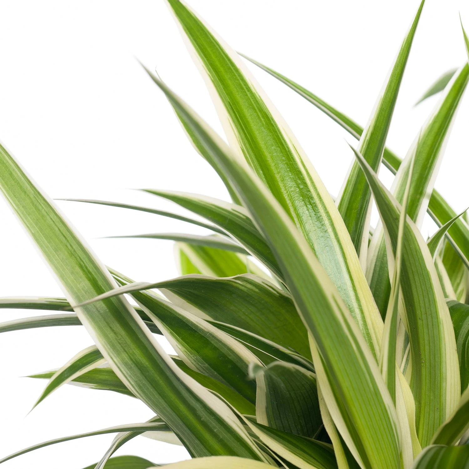 Graslelie (Chlorophytum Comosum 'Ocean') D 12 H 15 Cm 2 Graslelie (Chlorophytum Comosum 'Ocean') D 12 H 15 Cm - Afbeelding 2