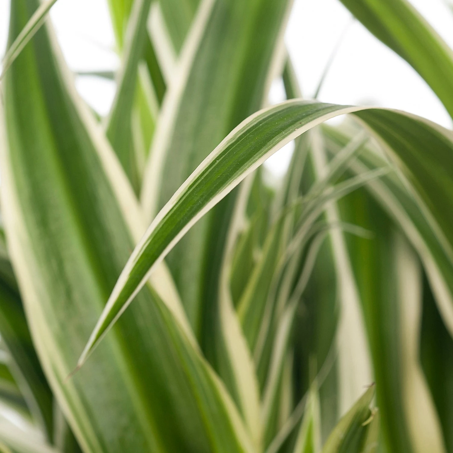 Graslelie (Chlorophytum Comosum 'Ocean') D 15 H 20 Cm 2 Graslelie (Chlorophytum Comosum 'Ocean') D 15 H 20 Cm - Afbeelding 2