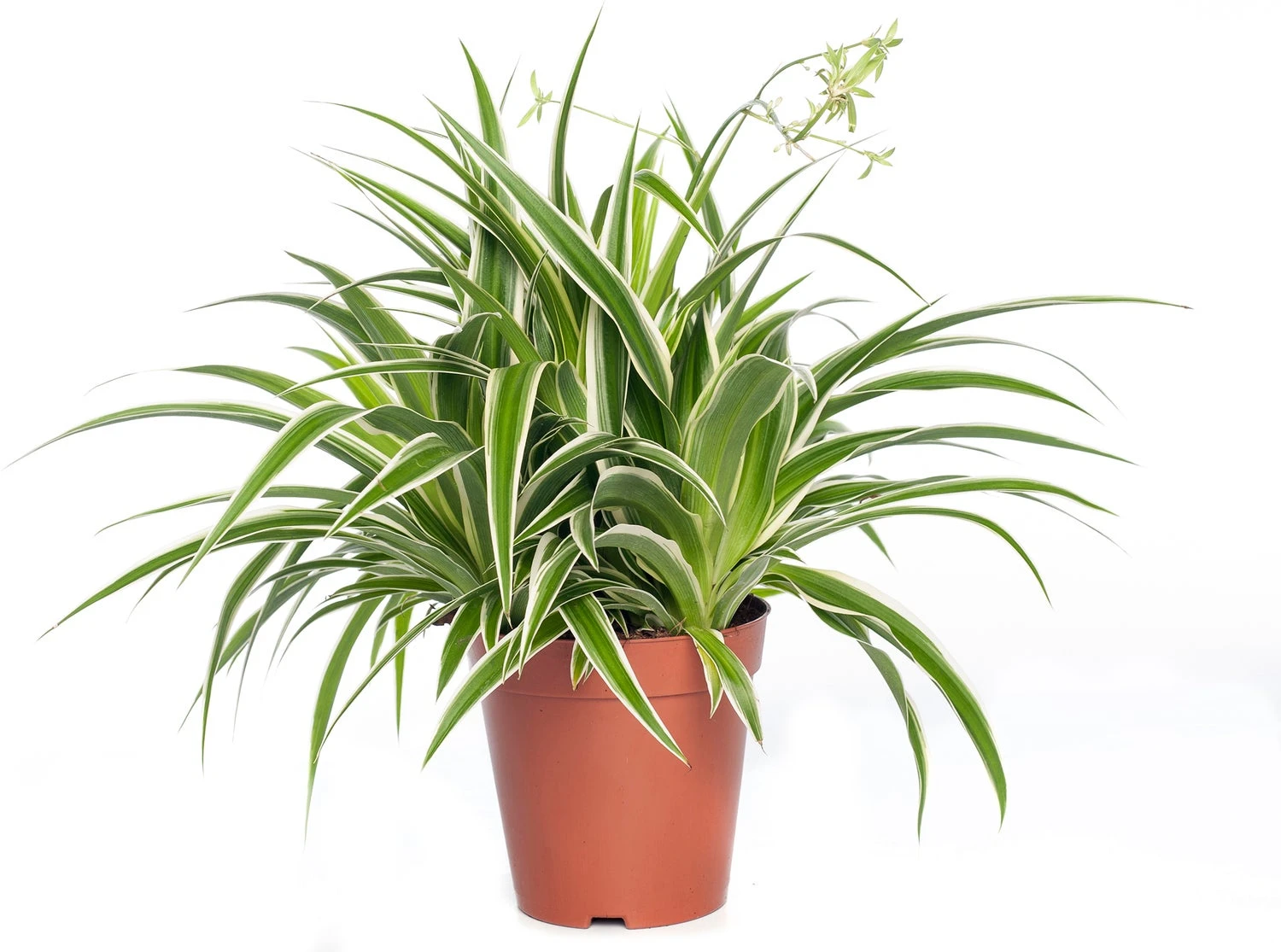 Graslelie (Chlorophytum Comosum 'Ocean') D 15 H 20 Cm 1 Graslelie (Chlorophytum Comosum 'Ocean') D 15 H 20 Cm