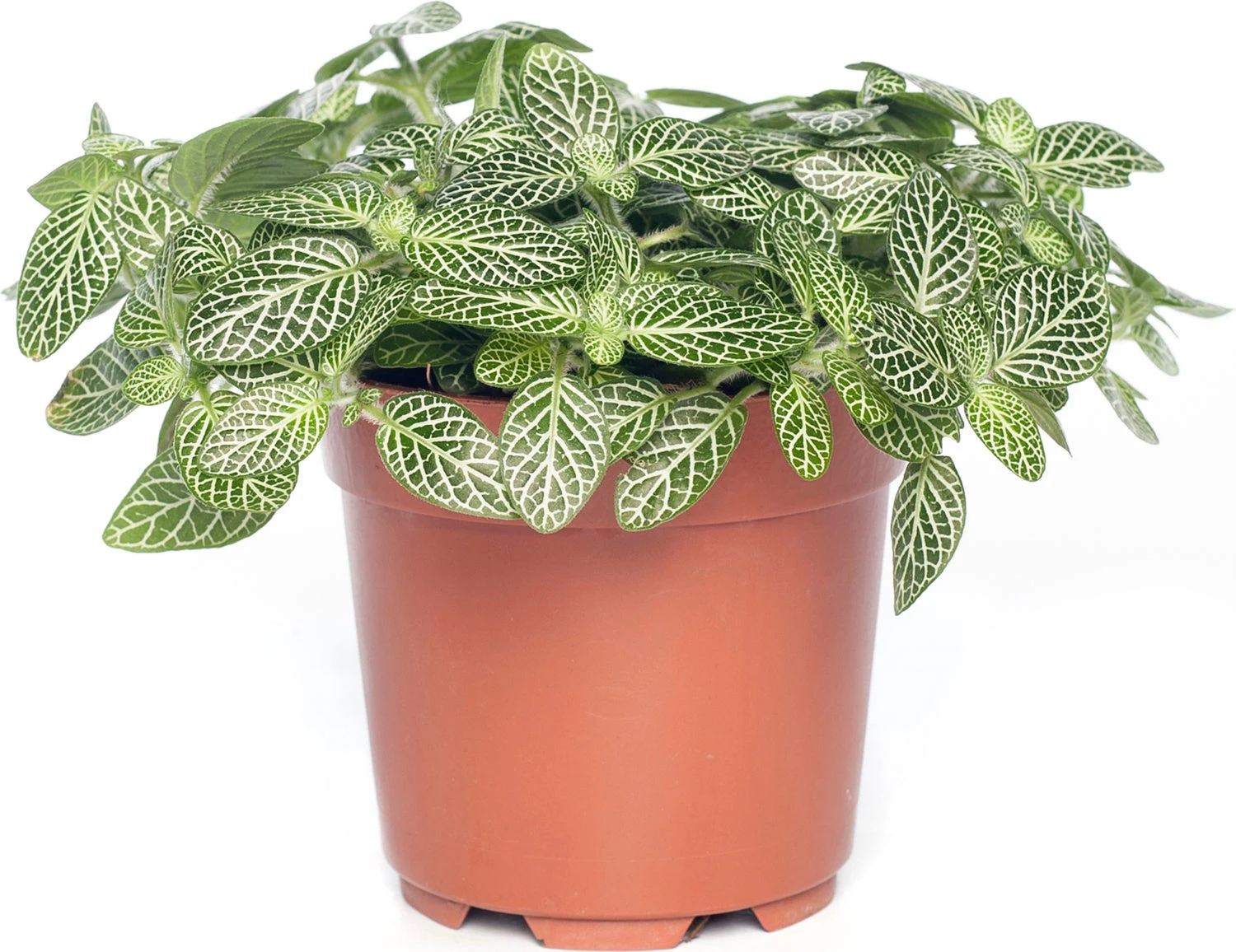Mozaïekplant (Fittonia 'Mont Blanc') D 10,5 H 15 Cm 1 Mozaïekplant (Fittonia 'Mont Blanc') D 10,5 H 15 Cm