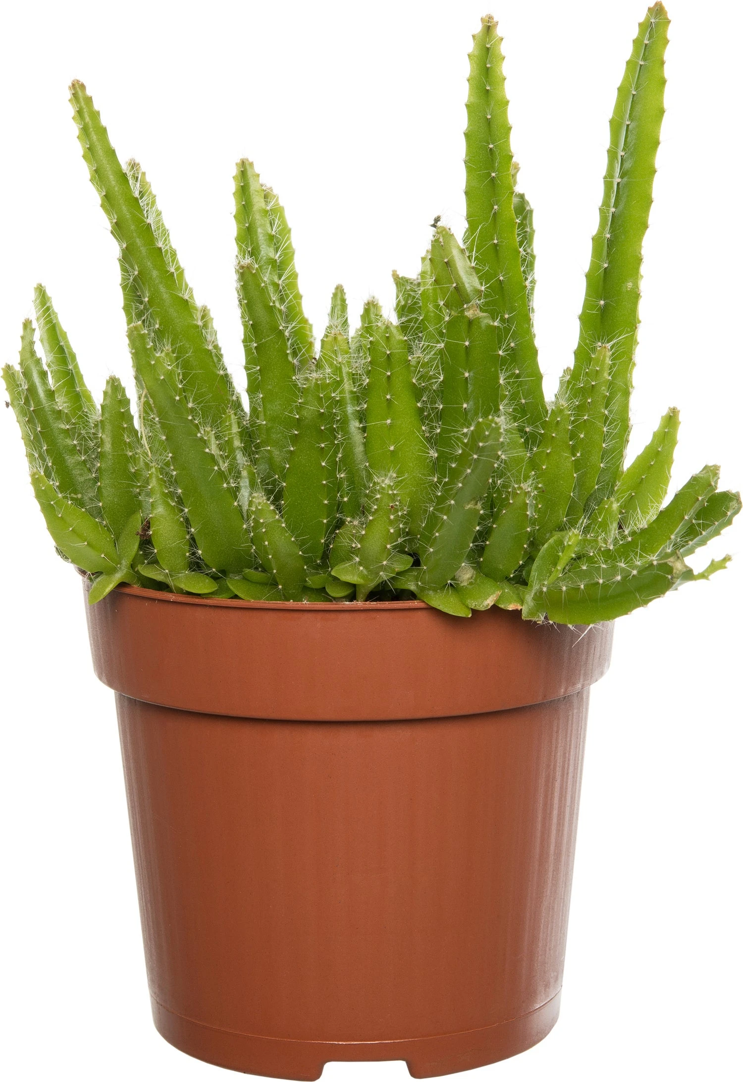 Drakenvrucht (Hylocereus Undatus) D 10,5 H 20 Cm 1 Drakenvrucht (Hylocereus Undatus) D 10,5 H 20 Cm